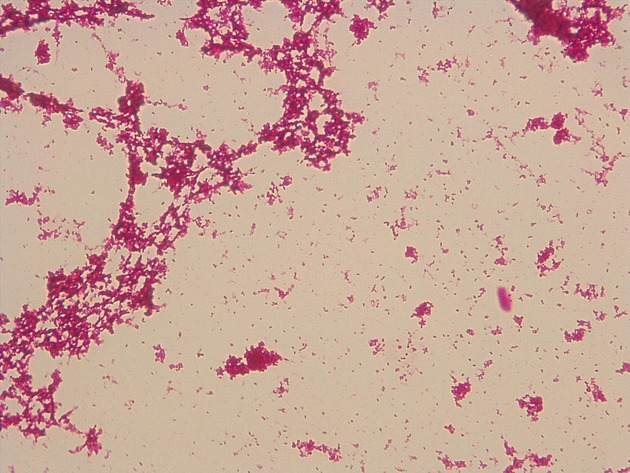 Coccus Slides - Coccus 02 400X